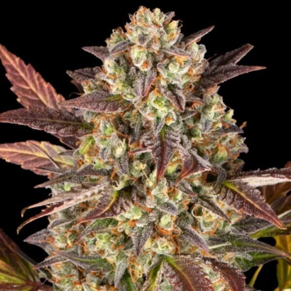Amnesia Haze AUTO Barney's Farm