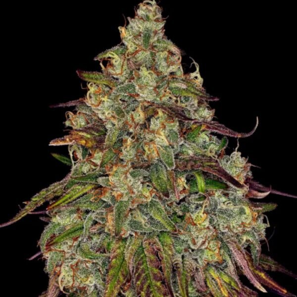 Amnesia Lemon Barney's Farm