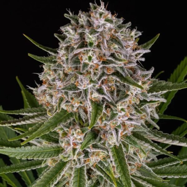 Lemon Haze AUTO Barney's Farm