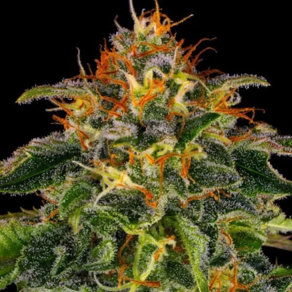 Moby Dick Barney's Farm