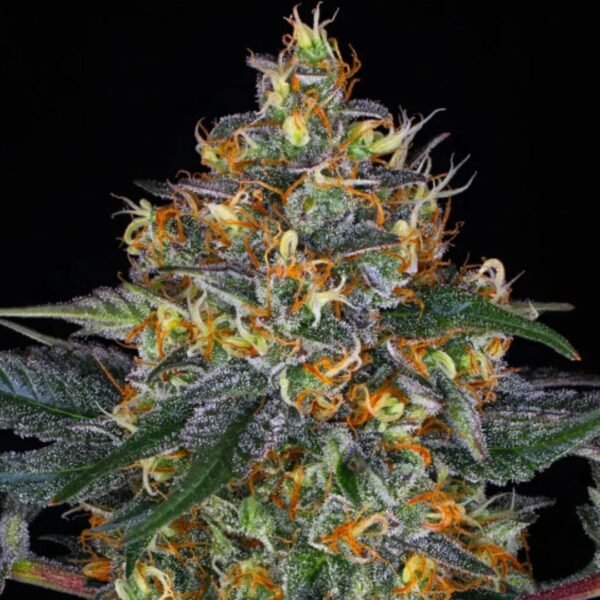 Lemon Haze AUTO Barney's Farm – Image 2