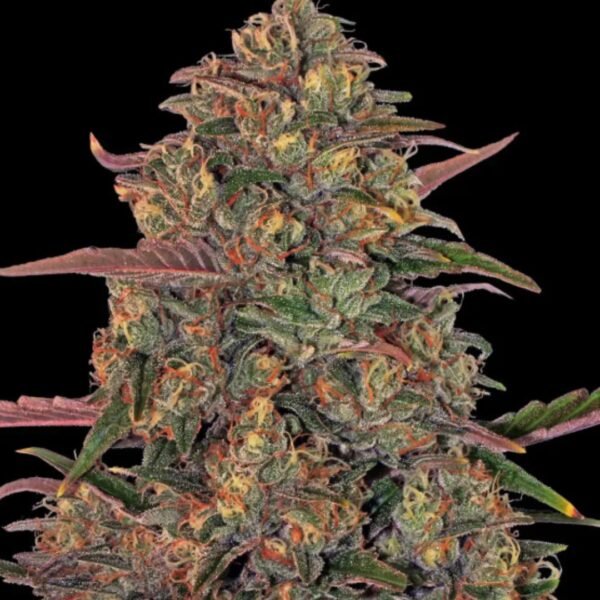 Pineapple Chunk Barney's Farm
