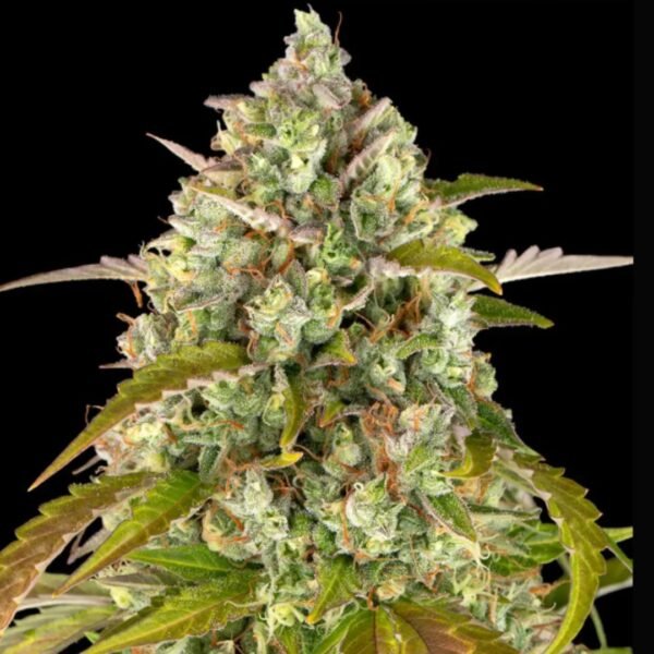 Pineapple Express AUTO Barney's Farm