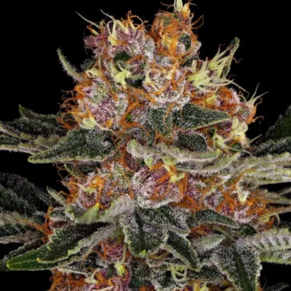 Purple Punch AUTO Barney's Farm