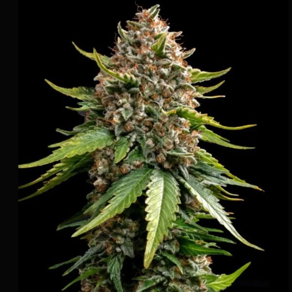 White Widow XXL AUTO Barney's Farm