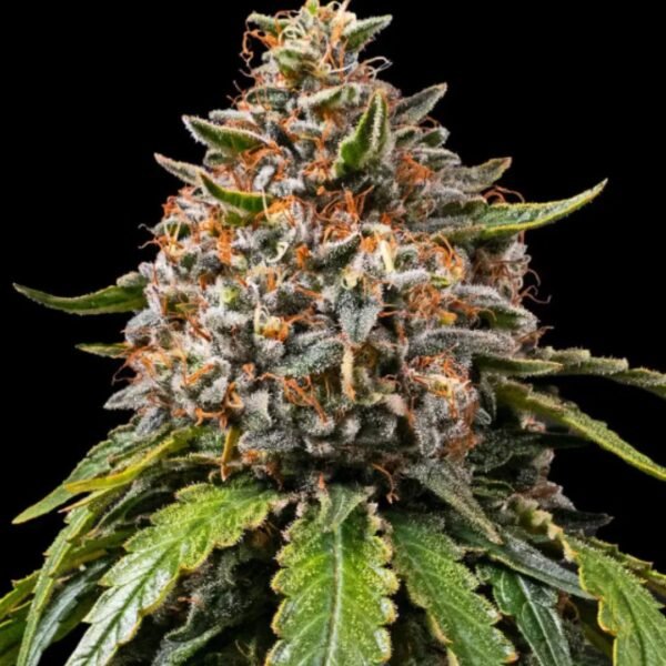 White Widow XXL Barney's Farm