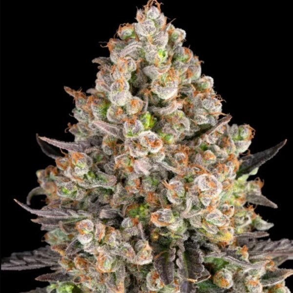 OG Kush Barney's Farm