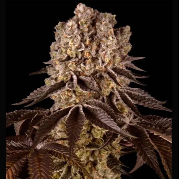 Purple Punch Barney's Farm
